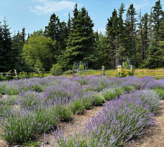 Atelier 1 Herbier 2026 (Dépôt)